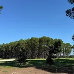 Pine Heaven